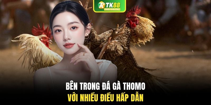 Bên trong đá gà Thomo với nhiều điều hấp dẫn