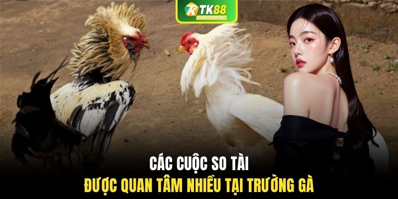 Các cuộc so tài được quan tâm nhiều tại trường gà