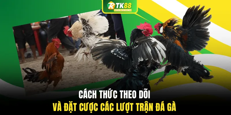 Cách thức theo dõi và đặt cược các lượt trận đá gà